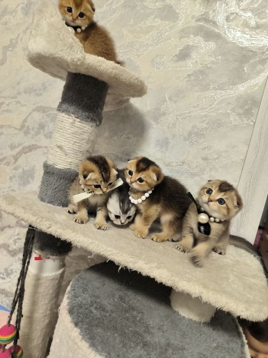 Чистокровные малыши от правильной вязки