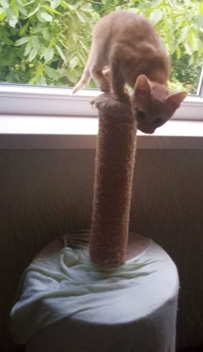 Котенце,родено през май