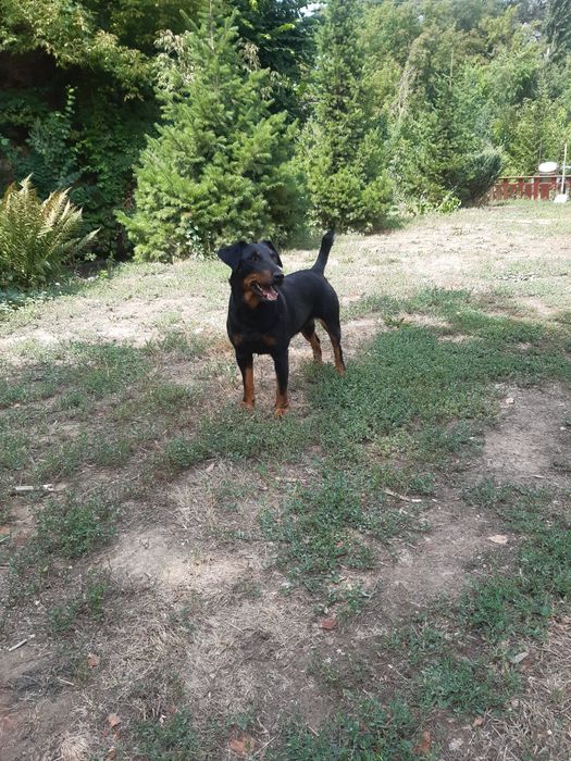 Щенок ягдтерьера