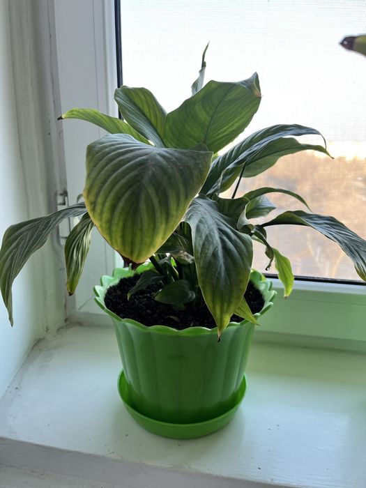 Комнатные цветы не дорого