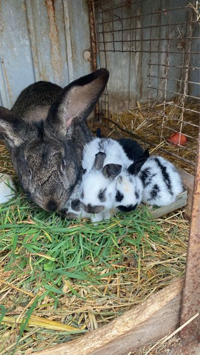 Vand pui de iepurasi belginei