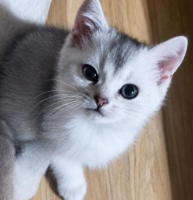 Шотландские котята мальчики и девочка