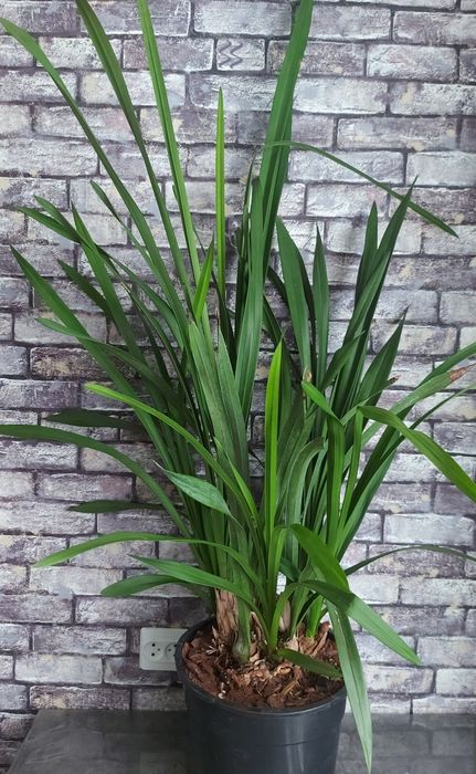 Продам комнатные растения