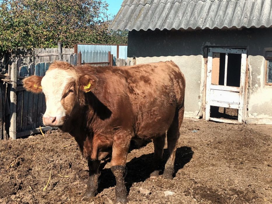 Vând 2 taurasi de sacrificat