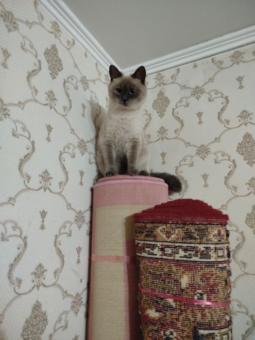 Отдам тайскую кошку
