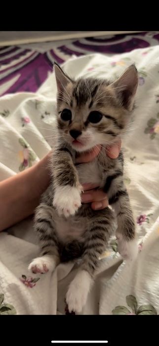 Котята мальчик и девочки