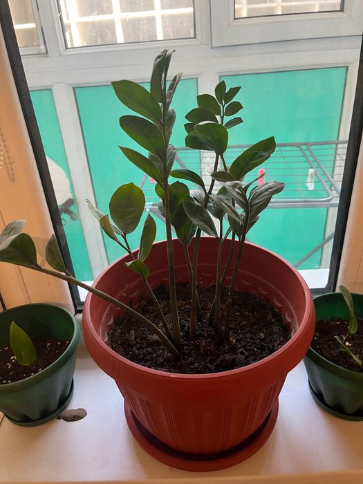 Комнатное растение