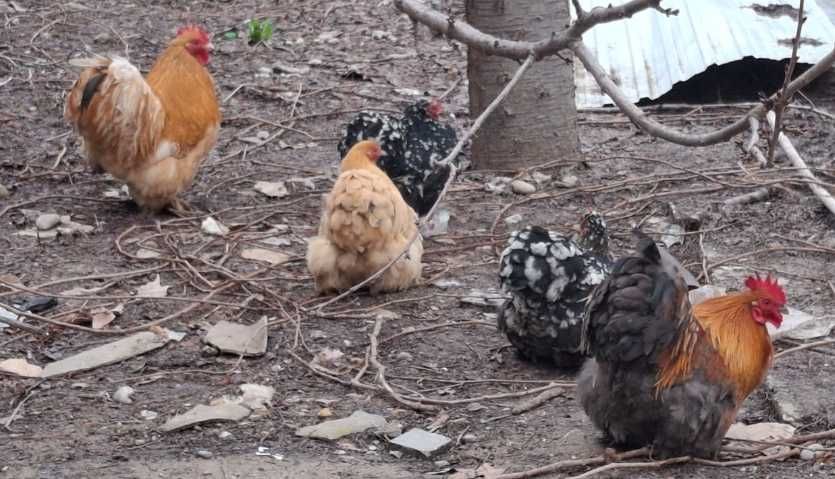 Петухи кокинхин !!!