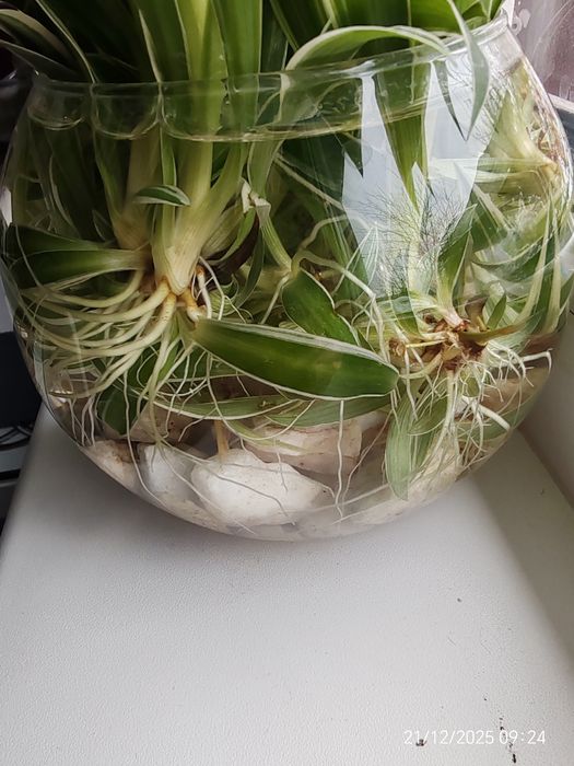 Комнатные цветы Хлорофитум