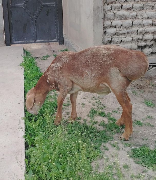 Продам Кошкар АРАШАН