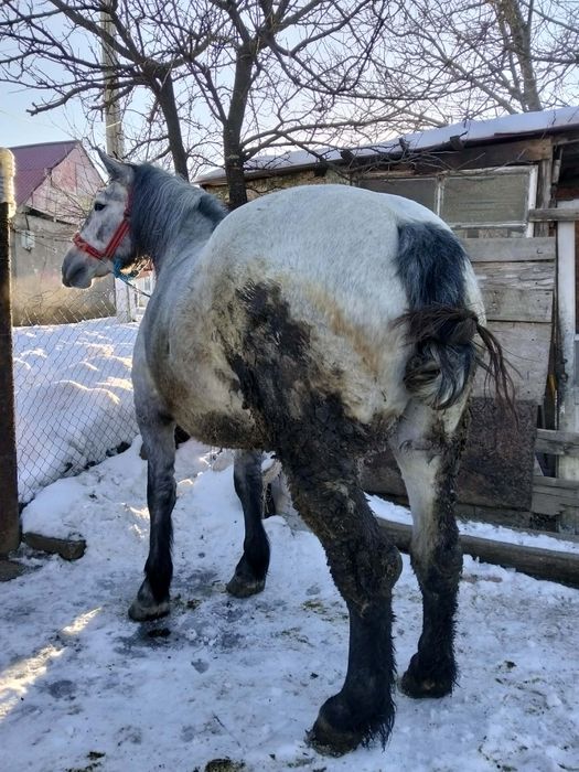Vând mânză grea blândă trage bine garantată preț 2500 de euro negociab