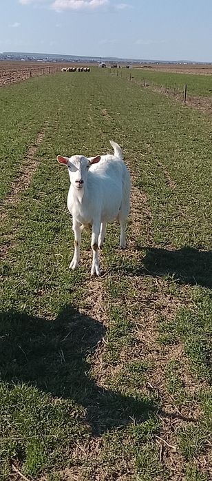 Vând o capra mioara