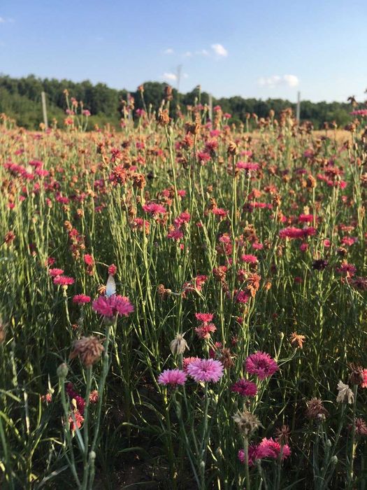 Teren Gepiu Colonie, 17 km de Oradea, lângă pădure