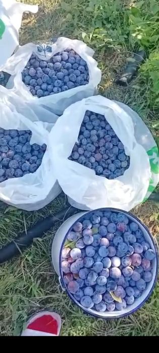 Продам сливу доиашнюю