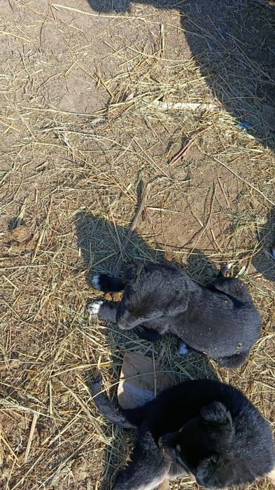 Щенята овчарки, в добрые руки