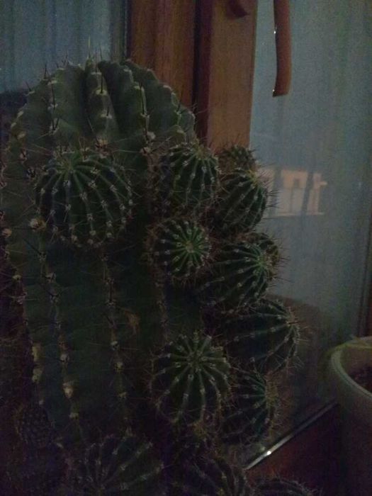 Продам кактус и алоэ