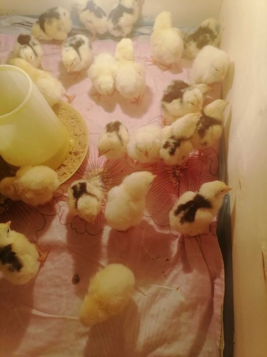 Продам цыпляток.