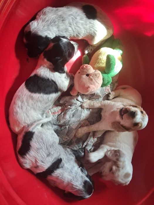 Продам щенка русский охотничий спаниель.