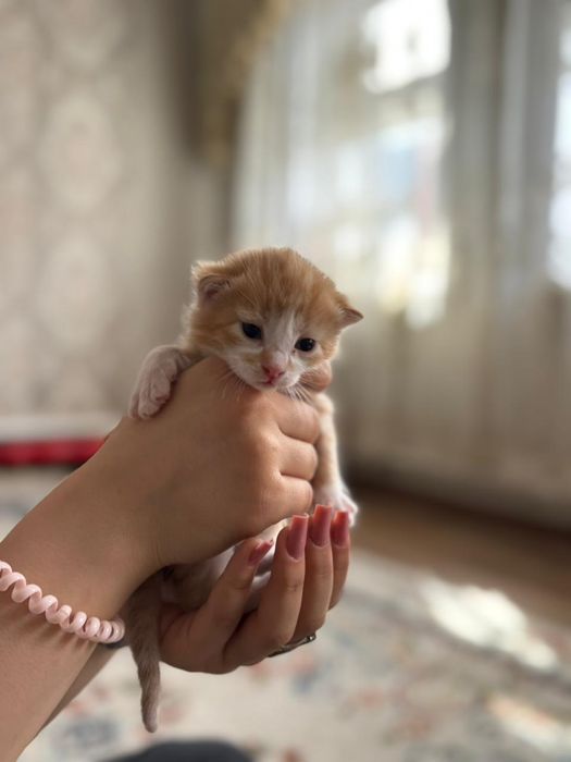 Котята маленькие