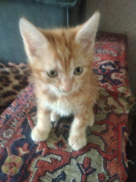 Милые котята в добрые руки.