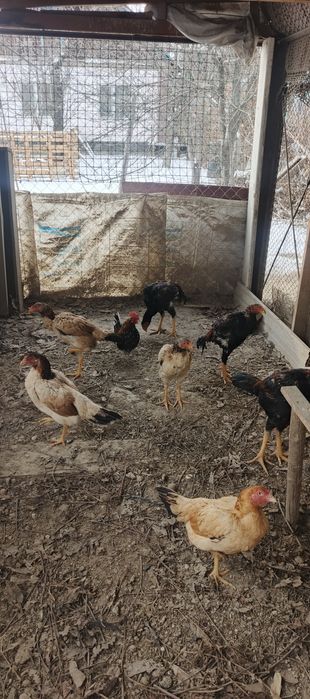 Дакандар сатылады.