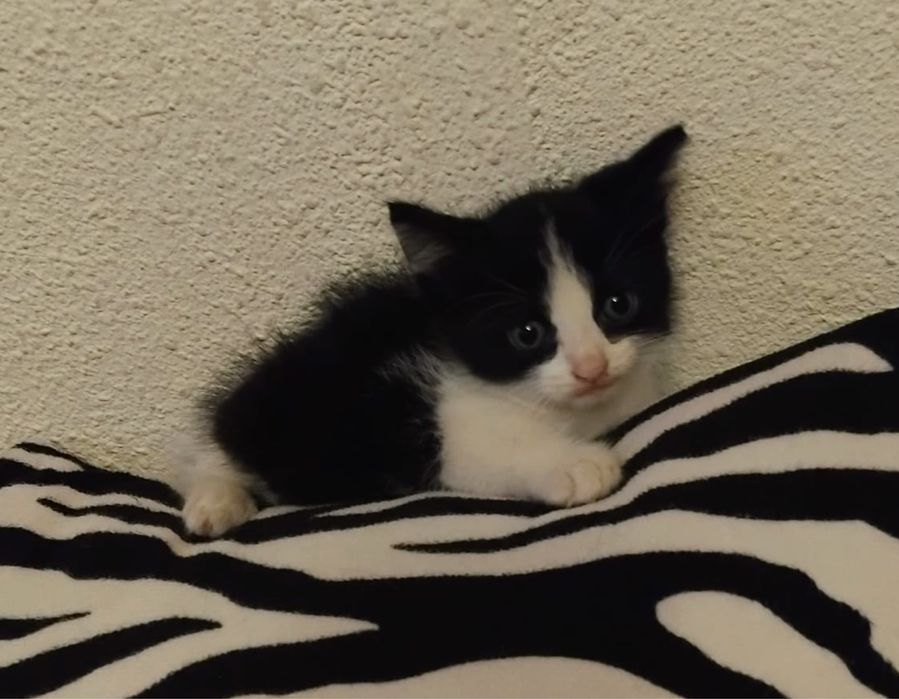 Metis Bombay cu Angora pui