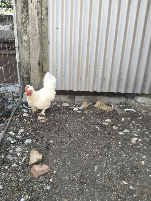 Cocoși pitici de vanzare