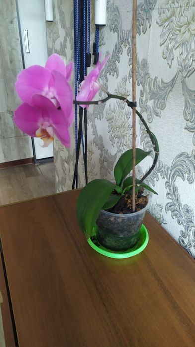 Орхидея  (фаленопсис ).