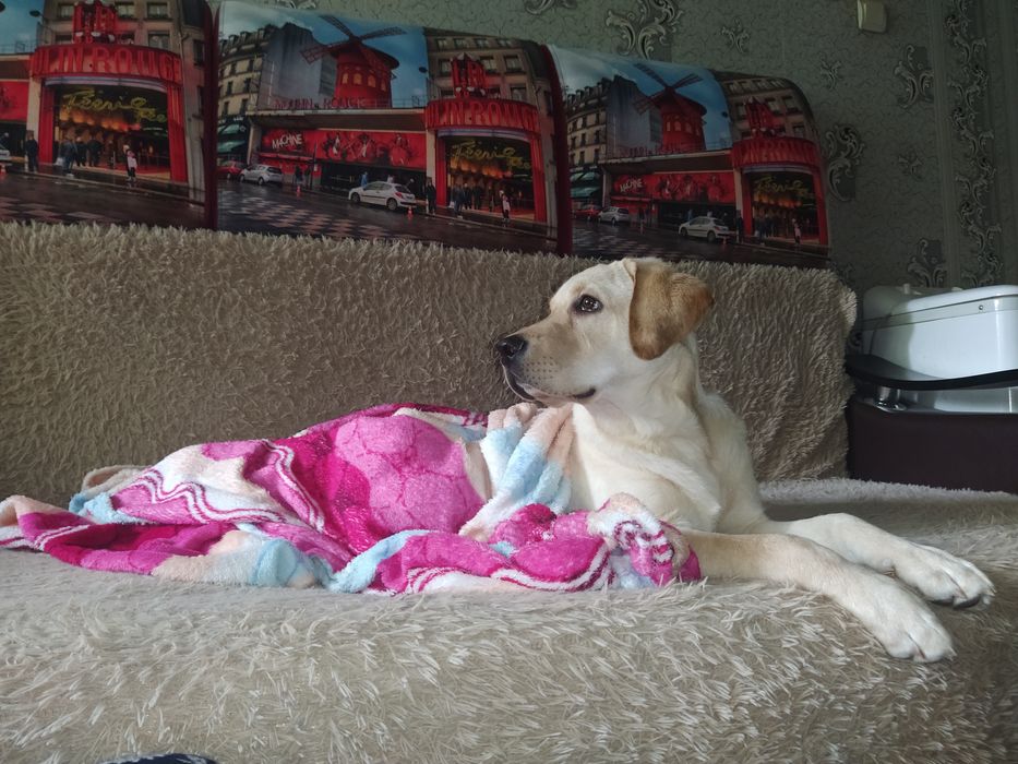 Вязкая Лабрадор кабель