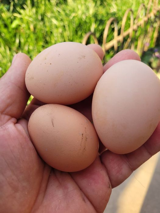 Белый окрас Австролорп читайте описания