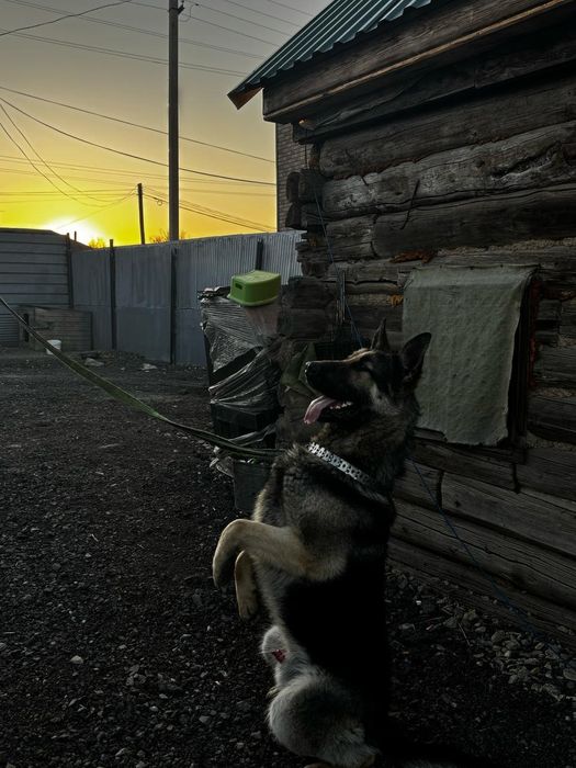 Кобель вео вязка