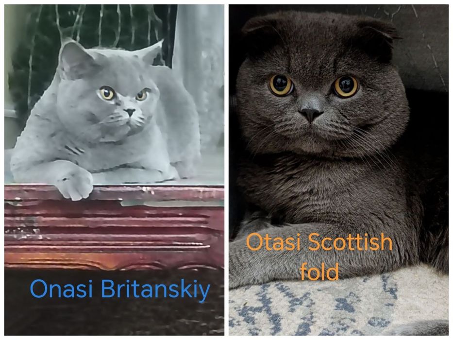 Britanskiy mushikchalar 3 si ham ogil