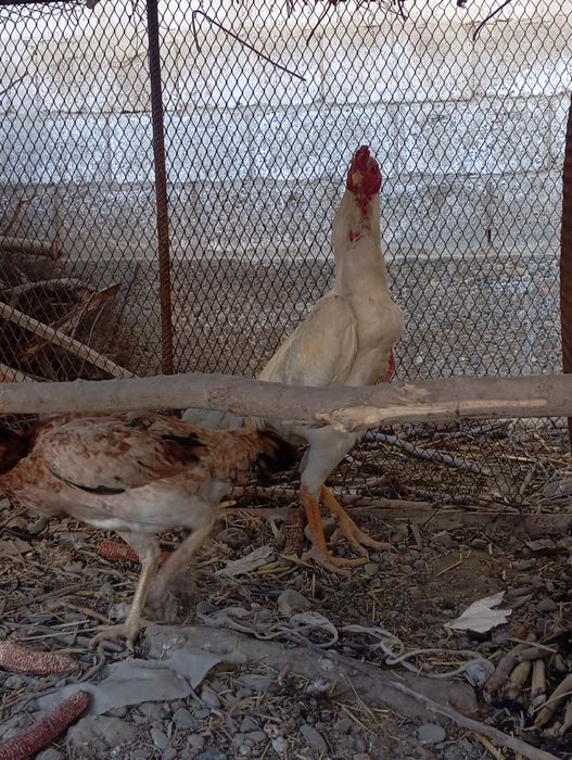 Miramir kulangi xoʻroz sotiladi