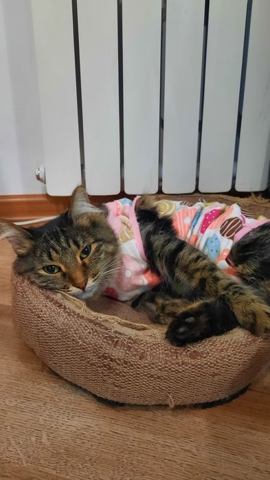 Кошка в добрые руки