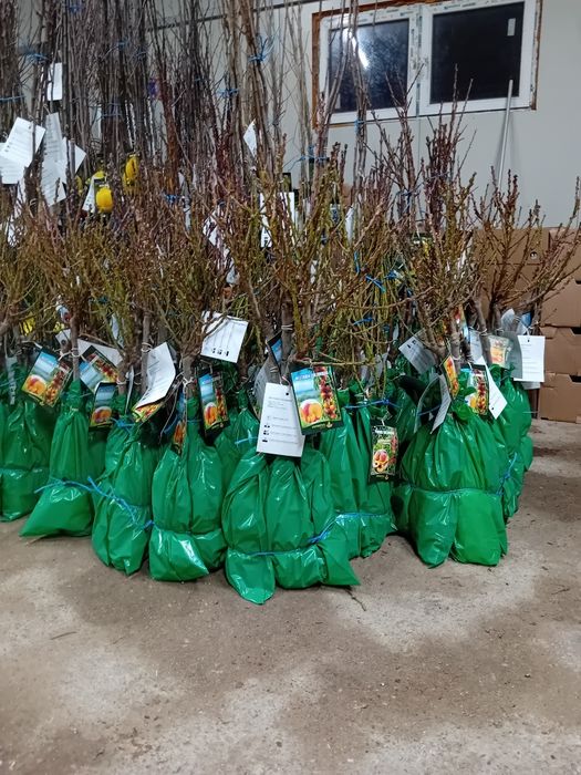 Pomi fructiferi si arbuști