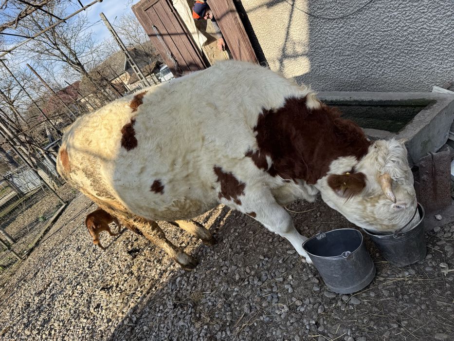 Vand juninca gestanta in luna a-9-a.