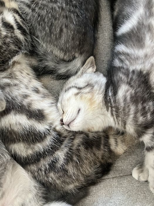 котята скоттиш страйт