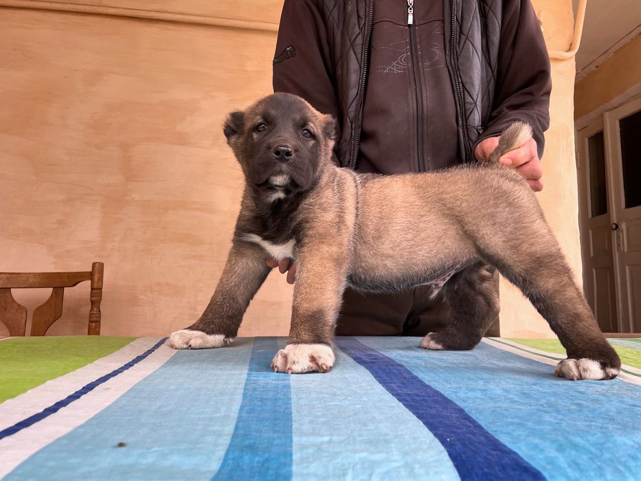 Щенок Турецкого Кангала ( Чистокровный )