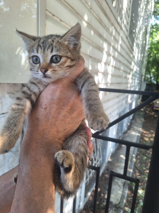 Кошечка и котик в добрые руки.