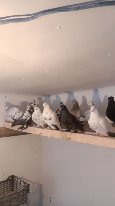 Голуби Самаркандские Голубь