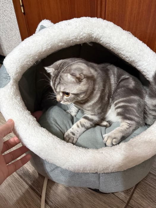 Продаётся шотландская вислоухая