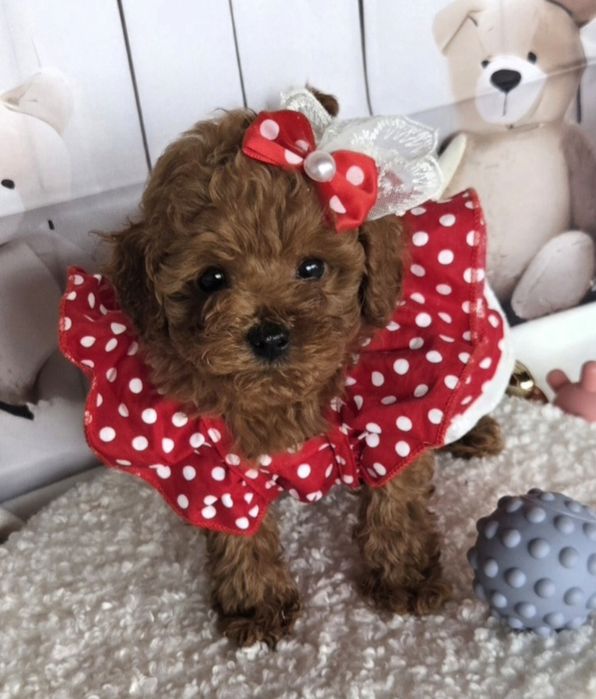 Пудел той /Poodle toy с генетични тестове на родителите с родословие