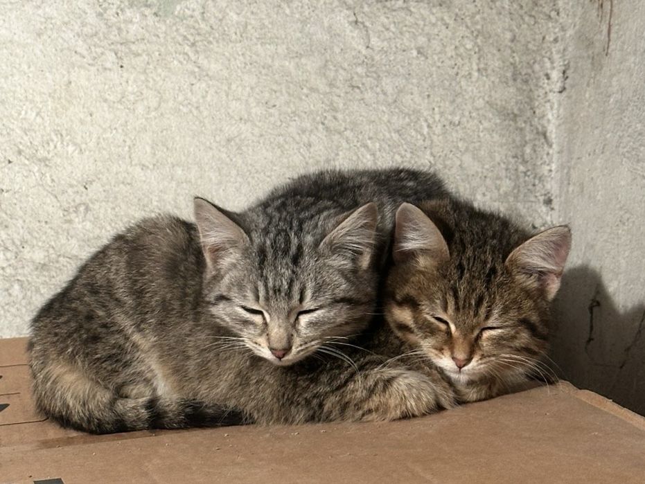 Котята 10 месяцев