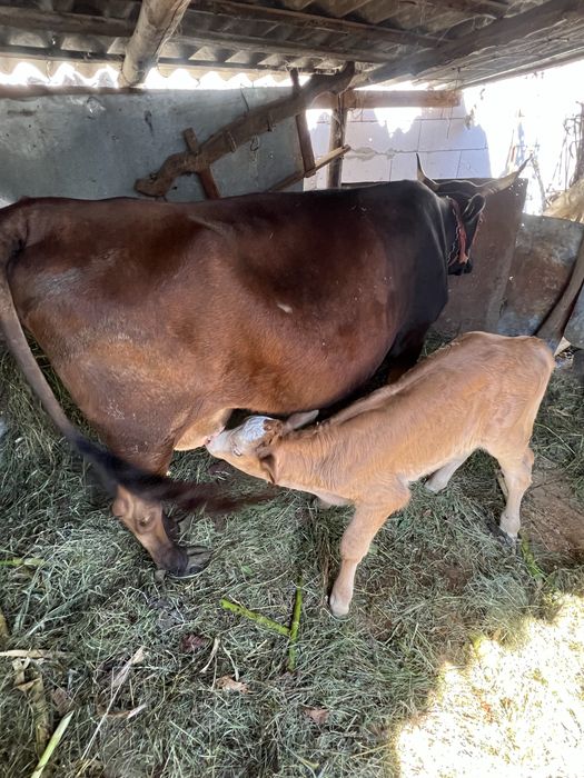 vaca cu vitel de vanzare