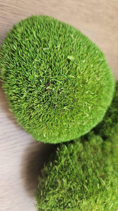 Топчест скандинавски мъх