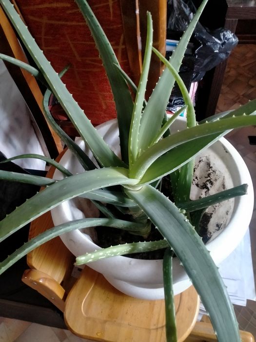 Продам растение алоэ