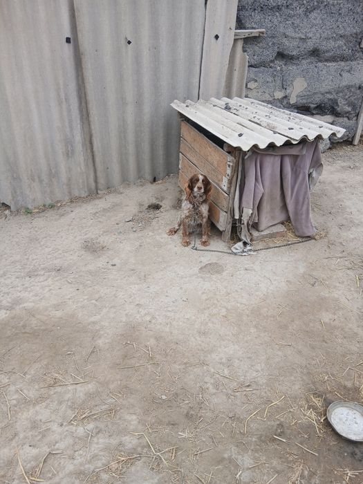 Продам охотничью спаниель