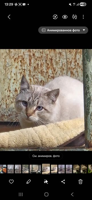 Котика бросила хозяйка!