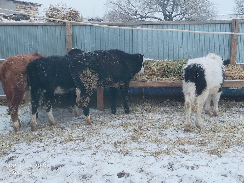 Баспактар сатылады