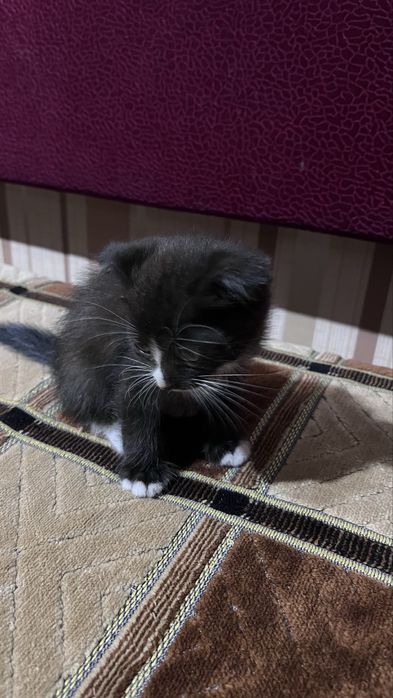 котята вислоухие